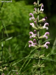 Salvia hierosolymitana