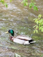 Anas platyrhynchos