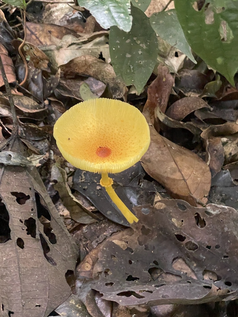 Leucocoprinus brunneoluteus · July 2024 · photo: © rajanrao (iNaturalist, cc-by)