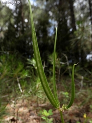 Securigera securidaca