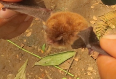Thyroptera tricolor