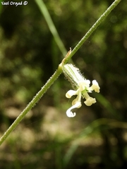 Silene dichotoma