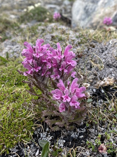 Arctic Hairy Lousewort (Pedicularis dasyantha)