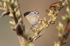 Callophrys xami xami