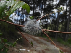 Thaumetopoea solitaria