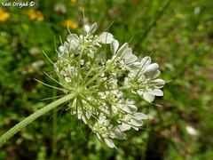 Tordylium trachycarpum