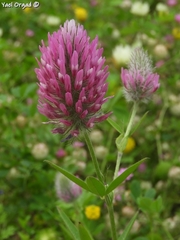 Trifolium purpureum