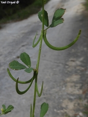 Trigonella spinosa