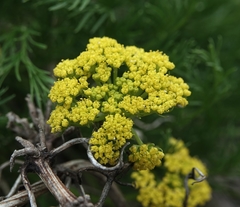 Musineon tenuifolium