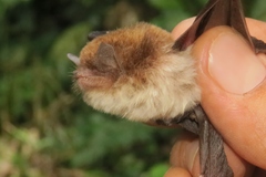 Thyroptera tricolor