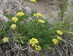 Musineon tenuifolium