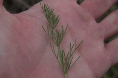 Musineon tenuifolium