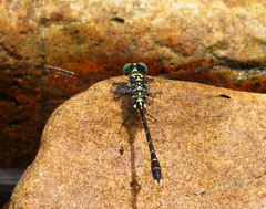 Stylogomphus albistylus