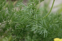 Musineon tenuifolium