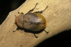 Dynastes septentrionalis