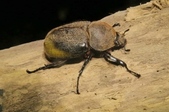 Dynastes septentrionalis