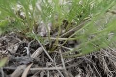 Musineon tenuifolium