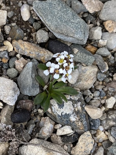 Edwards' eutrema (Eutrema edwardsii)