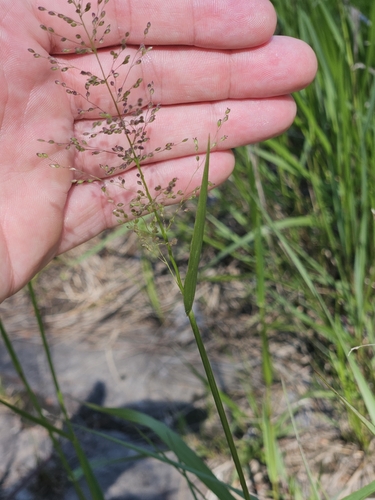 Eaton's Witchgrass (Dichanthelium spretum)