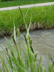 Alopecurus pratensis