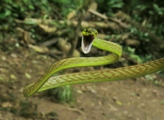 Oxybelis brevirostris