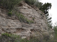 Musineon tenuifolium