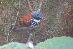 Hylophylax naevioides