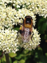 Volucella bombylans
