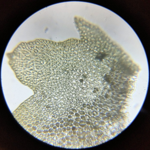 Isopaches bicrenatus