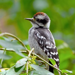 Downy Woodpecker photo 4