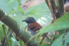 Hylophylax naevioides
