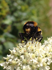 Volucella bombylans