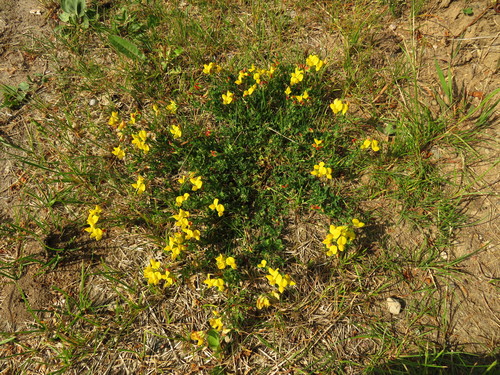 Paprastasis garždenis