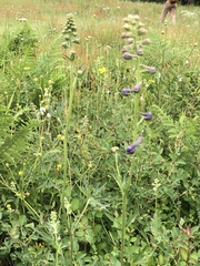 Delphinium menziesii