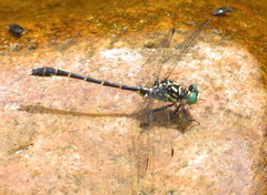 Stylogomphus albistylus