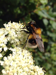 Volucella bombylans