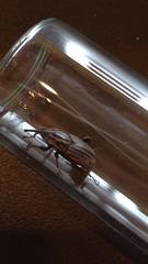 Sphenophorus australis