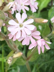 Silene × hampeana