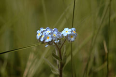 Myosotis imitata