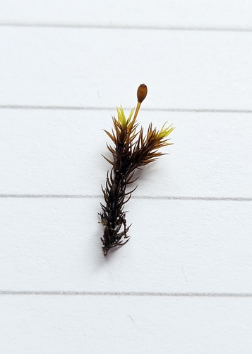 Oval-fruited Fringe-moss (Racomitrium ellipticum)