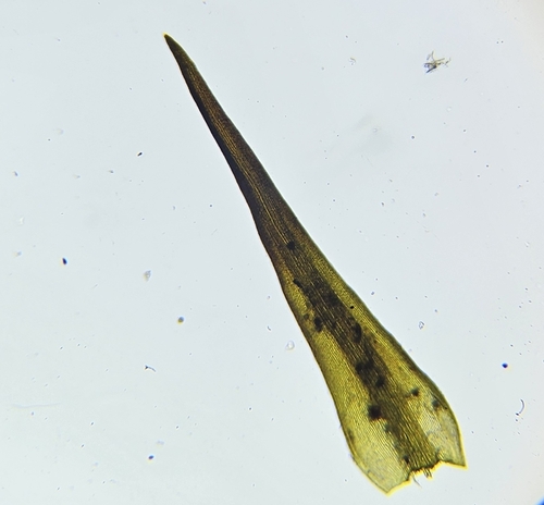 Image of Racomitrium ellipticum by (c) Helen Waterman, some rights reserved (CC BY)