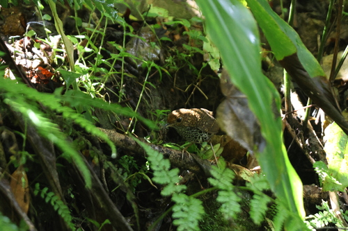 Taiwan Cupwing (Pnoepyga formosana), photo 6