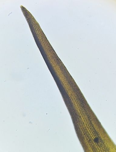 Image of Racomitrium ellipticum by (c) Helen Waterman, some rights reserved (CC BY)