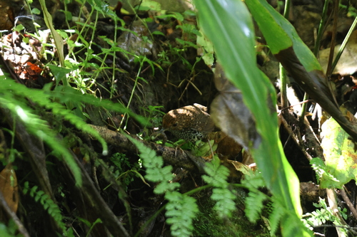 Taiwan Cupwing (Pnoepyga formosana), photo 2