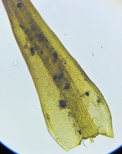 Image of Racomitrium ellipticum by (c) Helen Waterman, some rights reserved (CC BY)