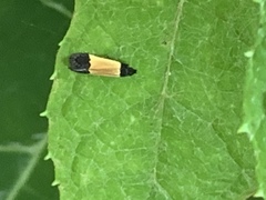 Anacampsis coverdalella
