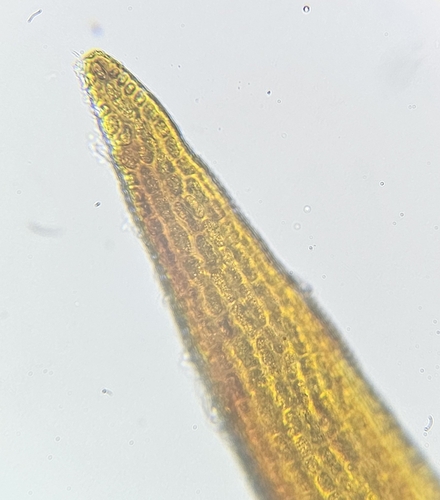 Image of Racomitrium ellipticum by (c) Helen Waterman, some rights reserved (CC BY)