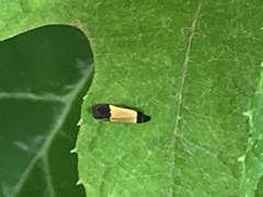 Anacampsis coverdalella
