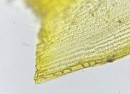 Image of Racomitrium ellipticum by (c) Helen Waterman, some rights reserved (CC BY)