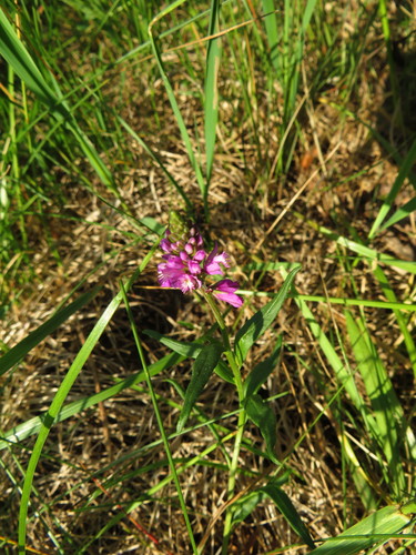 Skiauterėtoji putokšlė